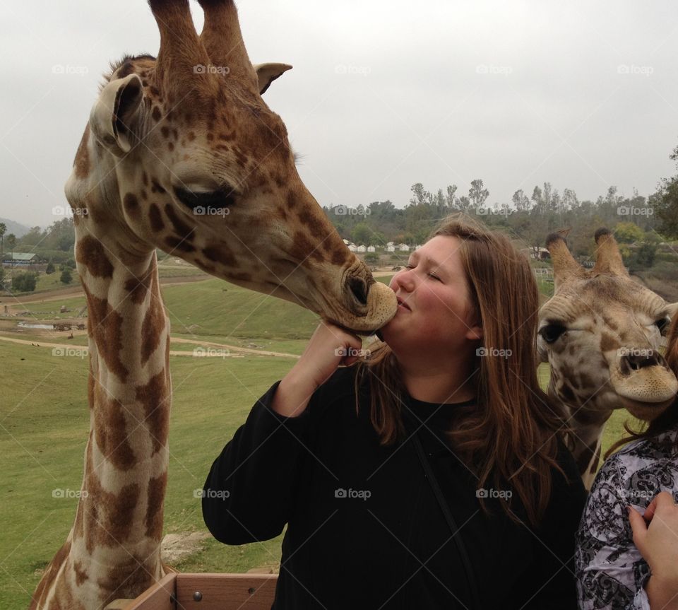 Giraffe kiss. Girl getting kiss from giraffe during feeding at San Diego Safari Park