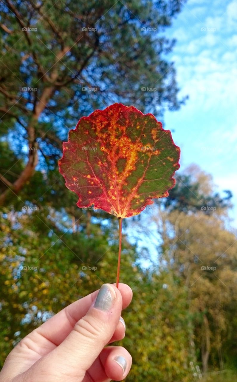 Colorful leave. Colorful leave