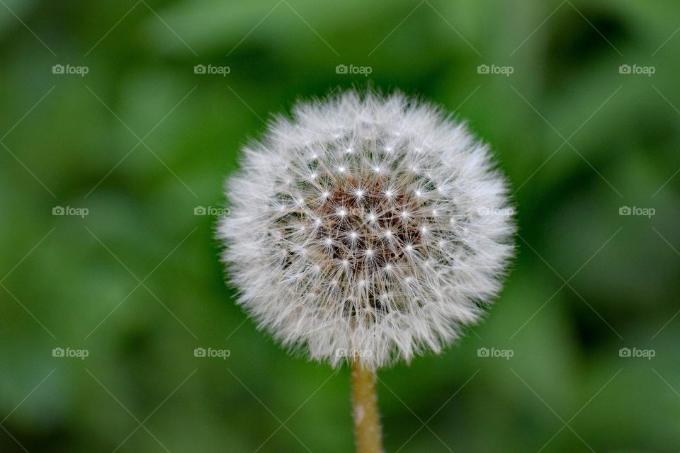 Dandelion