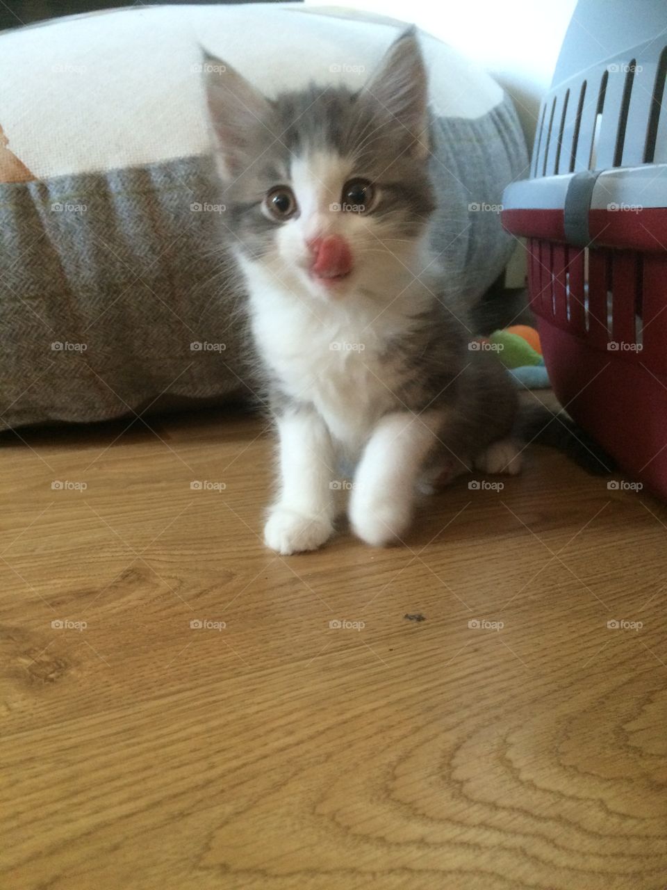 Kitten licking its lips 