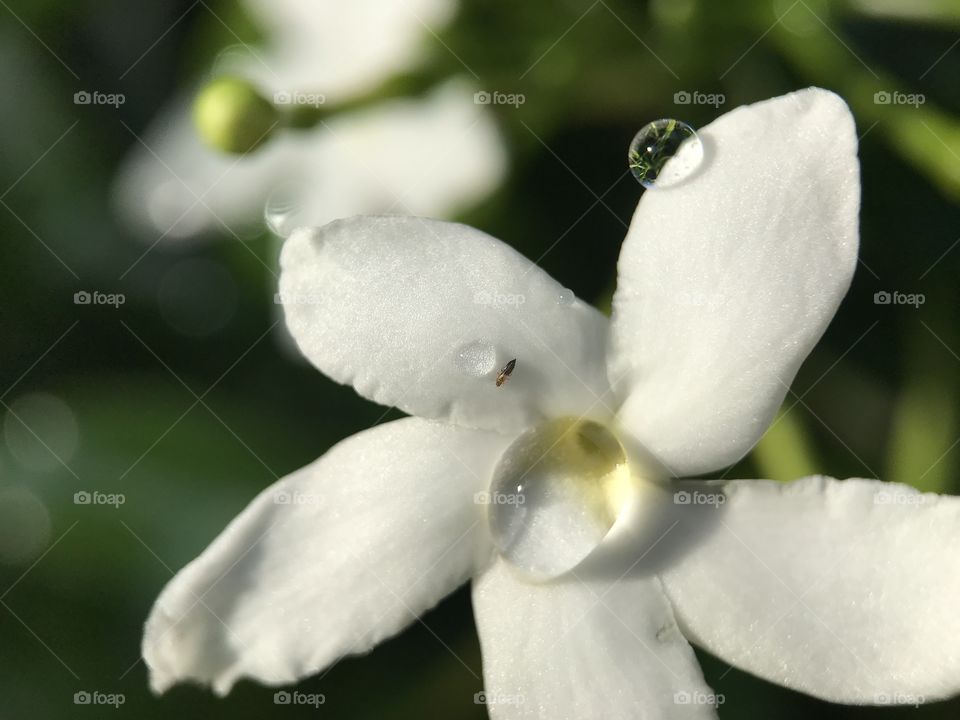 marcro lens on water drop on a cape jasmine flower after the rain in Thailand