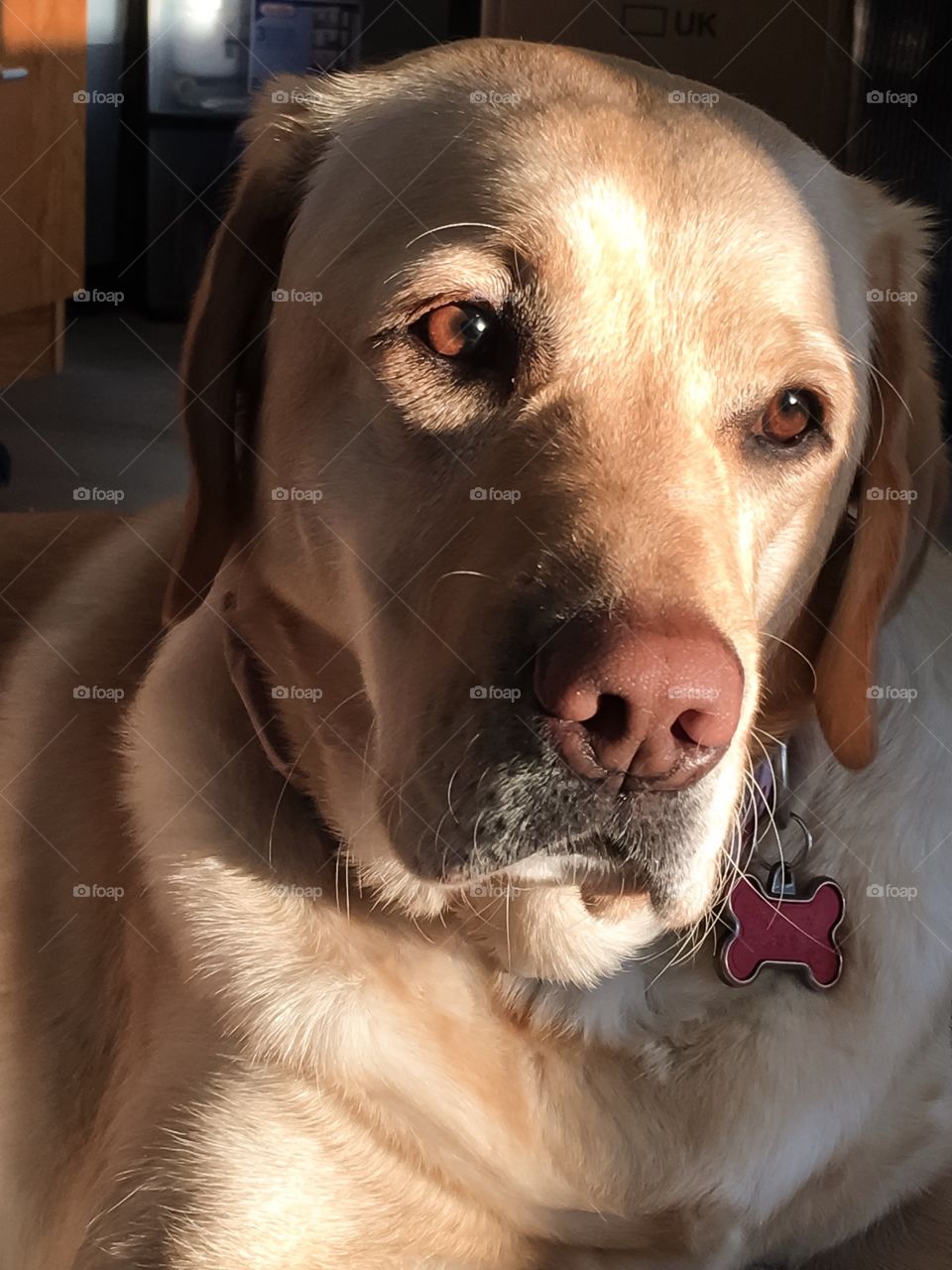 Sweet yellow lab. The eyes say it all!