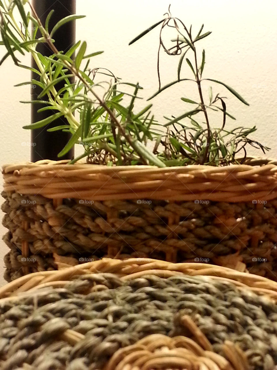 rosemary. plant