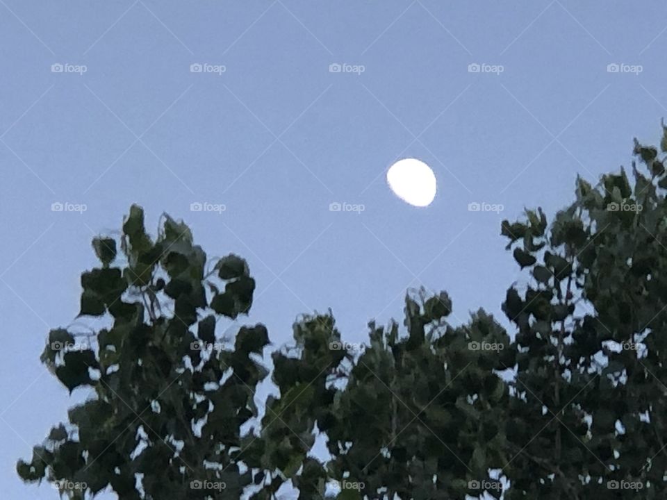 Moon above tree