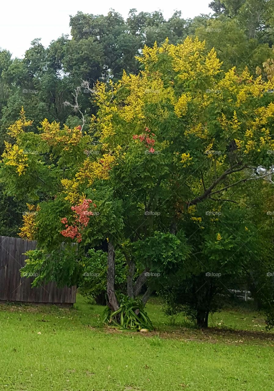 Tree, Leaf, Nature, No Person, Wood