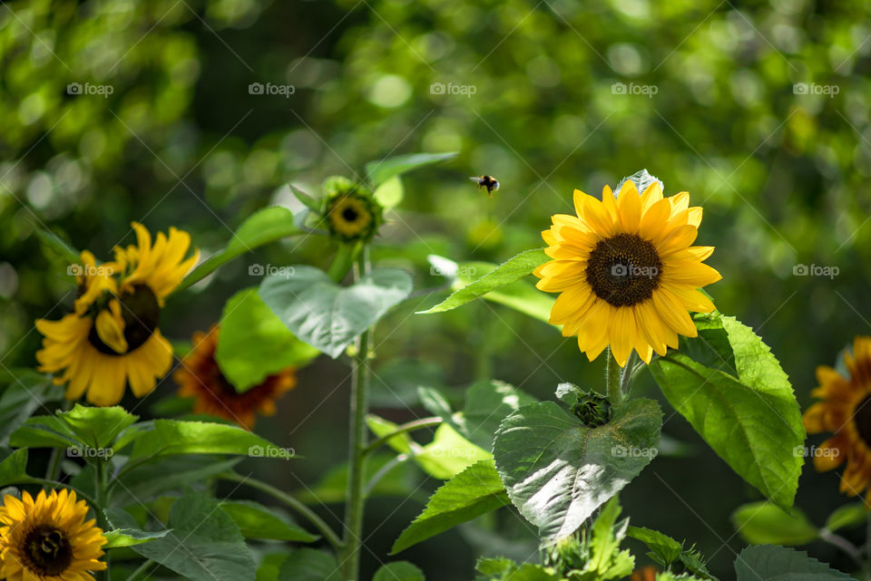 sunflowers bees and bumblebees