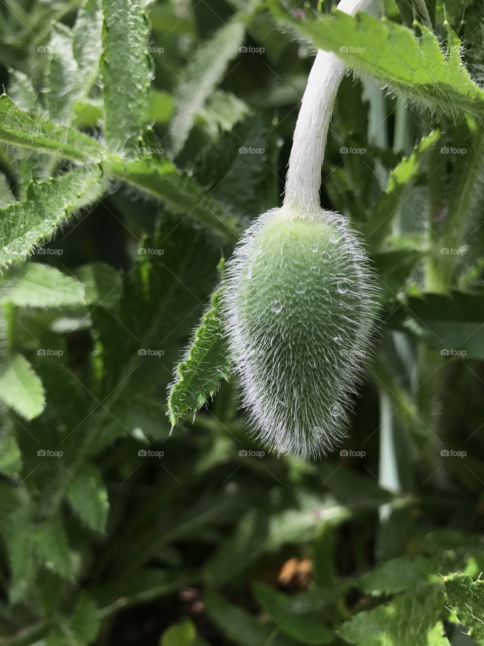 Poppy blossom