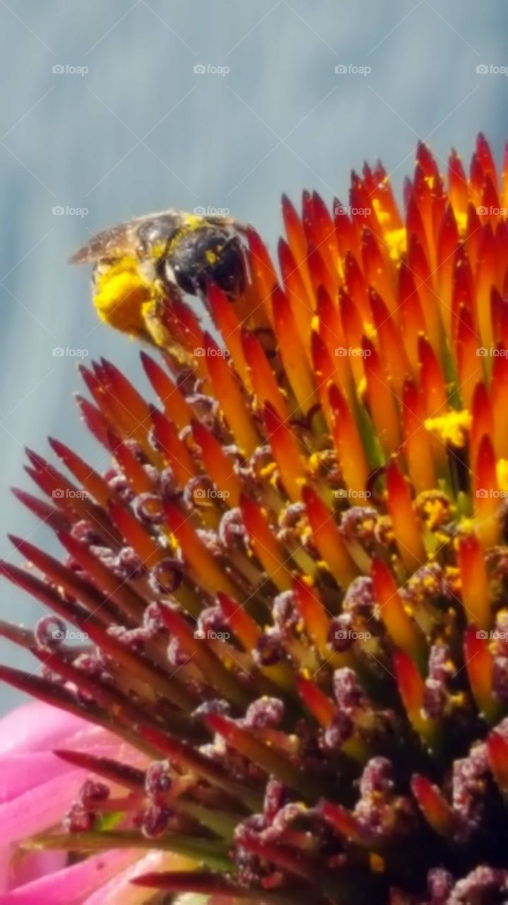 a close up of a bee on a flower in my garden gathering pollen.