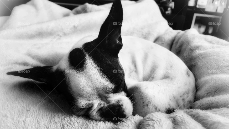 French Bulldog Puppy Sophie