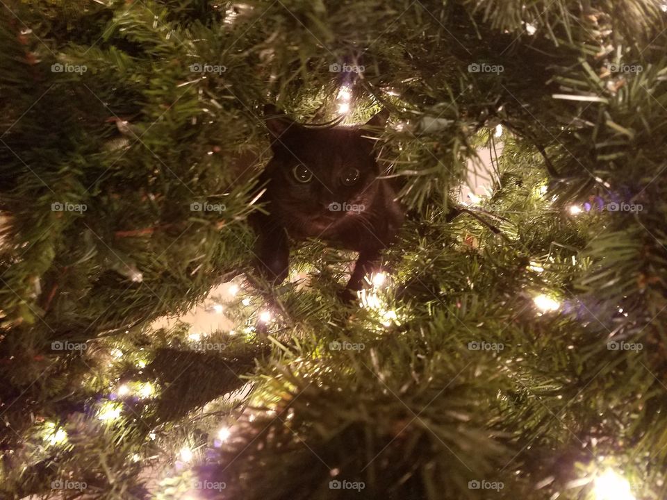 Stalking from the tree
