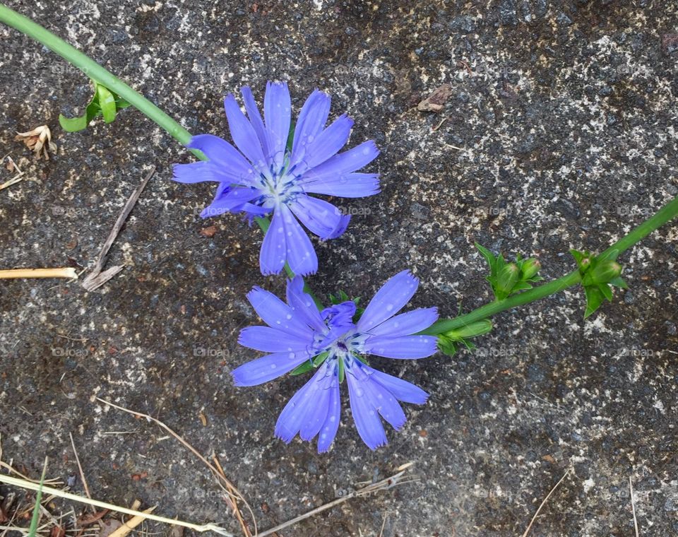 Urban flowers
