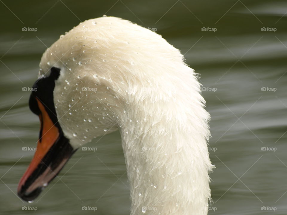 Close-up of bird