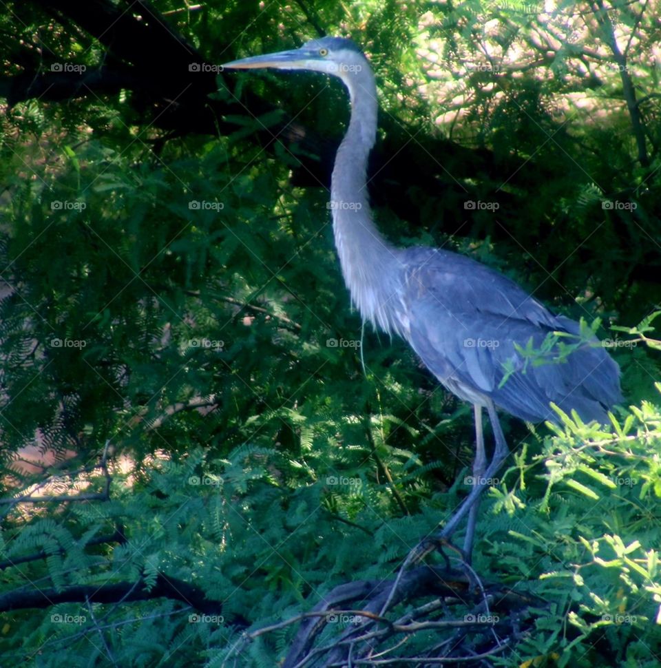 Great Blue Heron on Shady Lakeshore