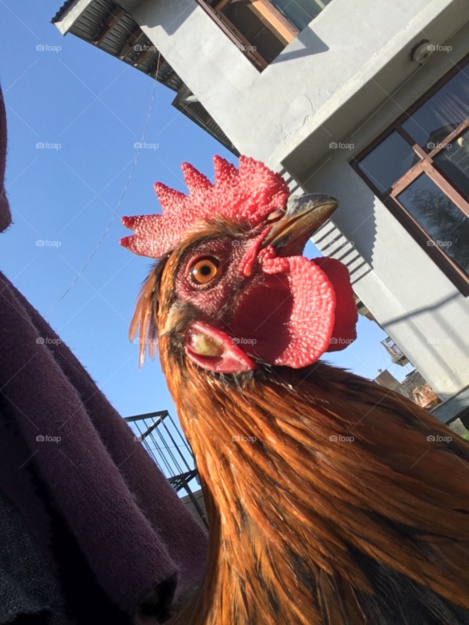Selfie with cock