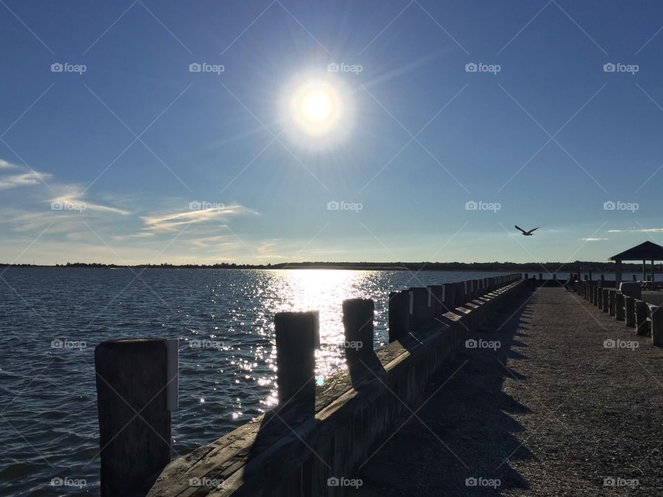 Bird flying over the sea