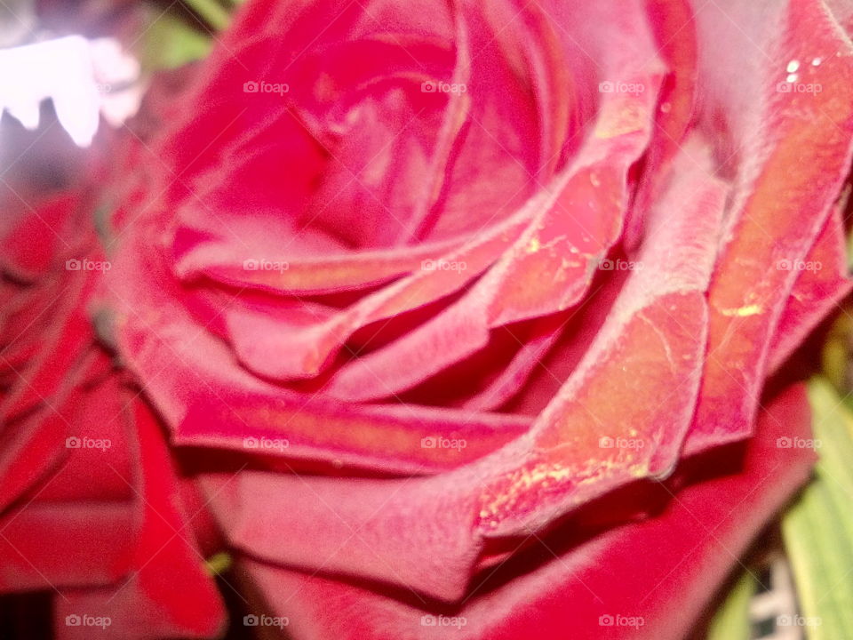 rosa bella