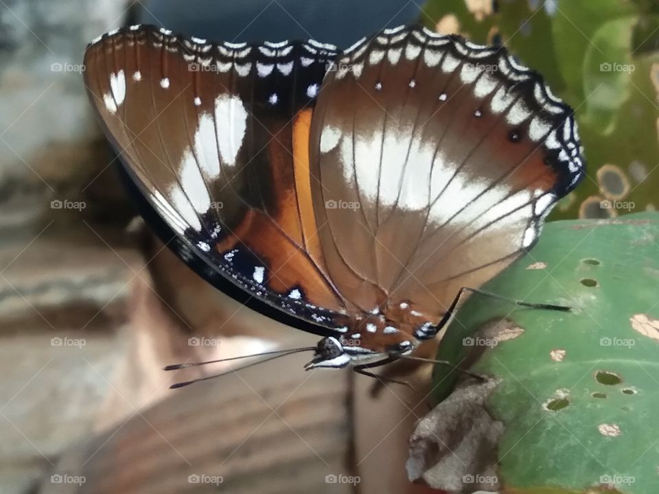 Butterfly perched on a guava tree.