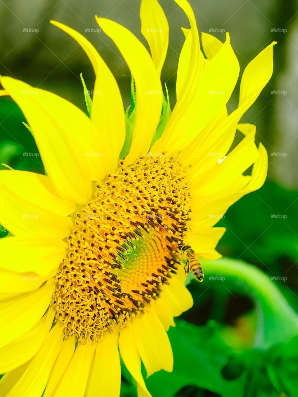 Macro shot of a bee flying to a Sunflower, to collect the nectar an the pollen
 Yellow colors on this beautiful Photo.