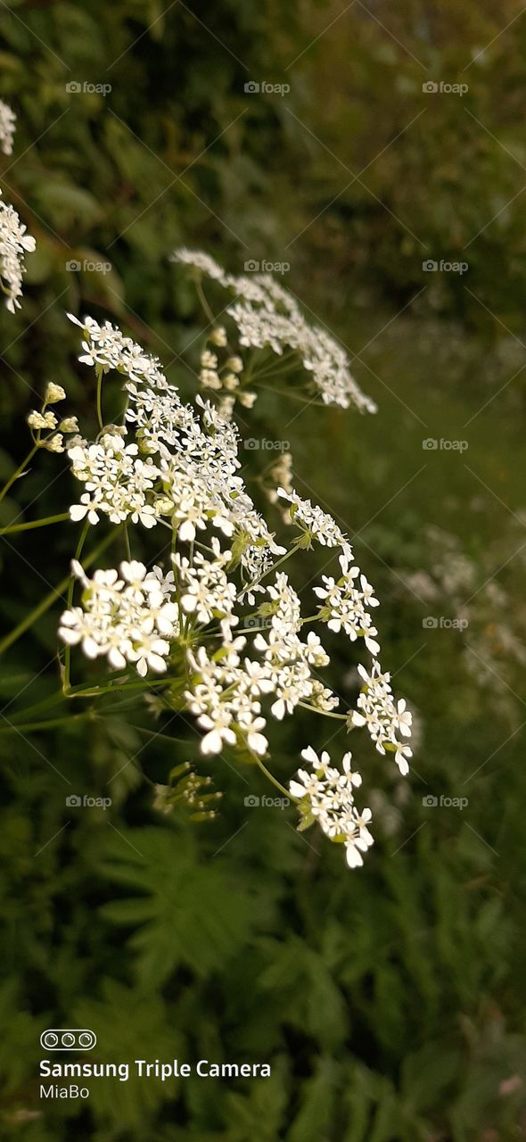 white field flowers