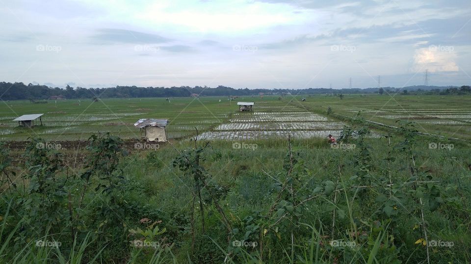 The view of the rice fields in the afternoon before sunset.