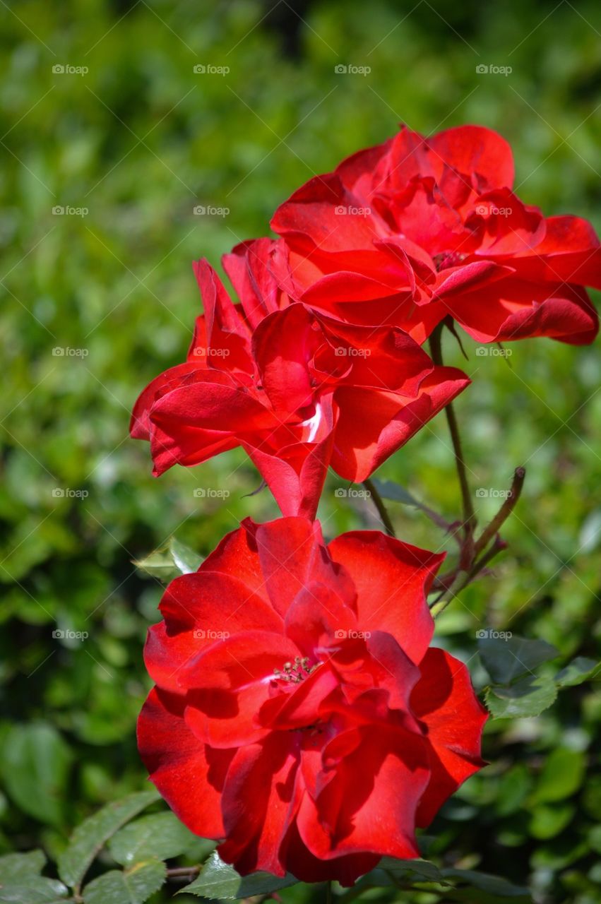 Red flower