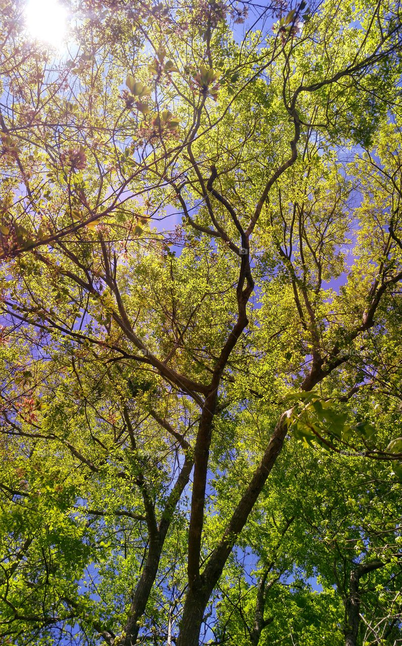 a canopy of leaves and light