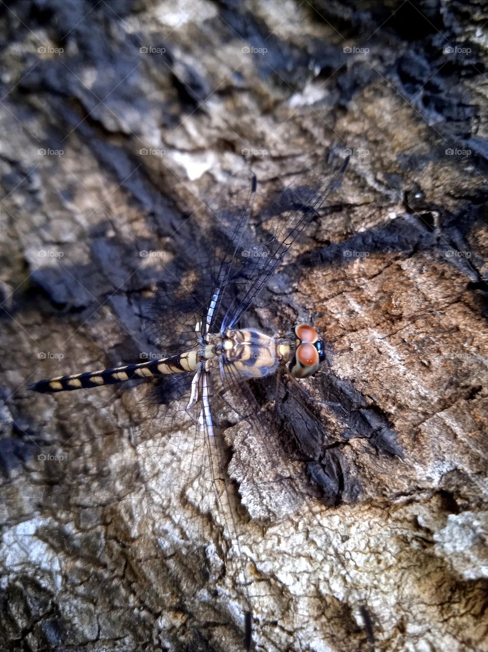 Beige black striped dragonfly with transparent wings.