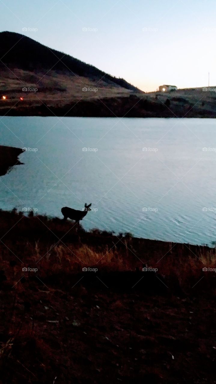 Deer at Twilight
Colorado