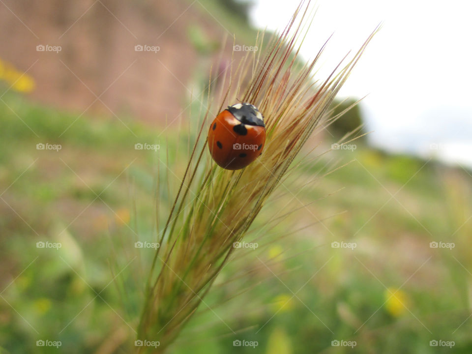 A Cute Ladybug Climbing on the Grass