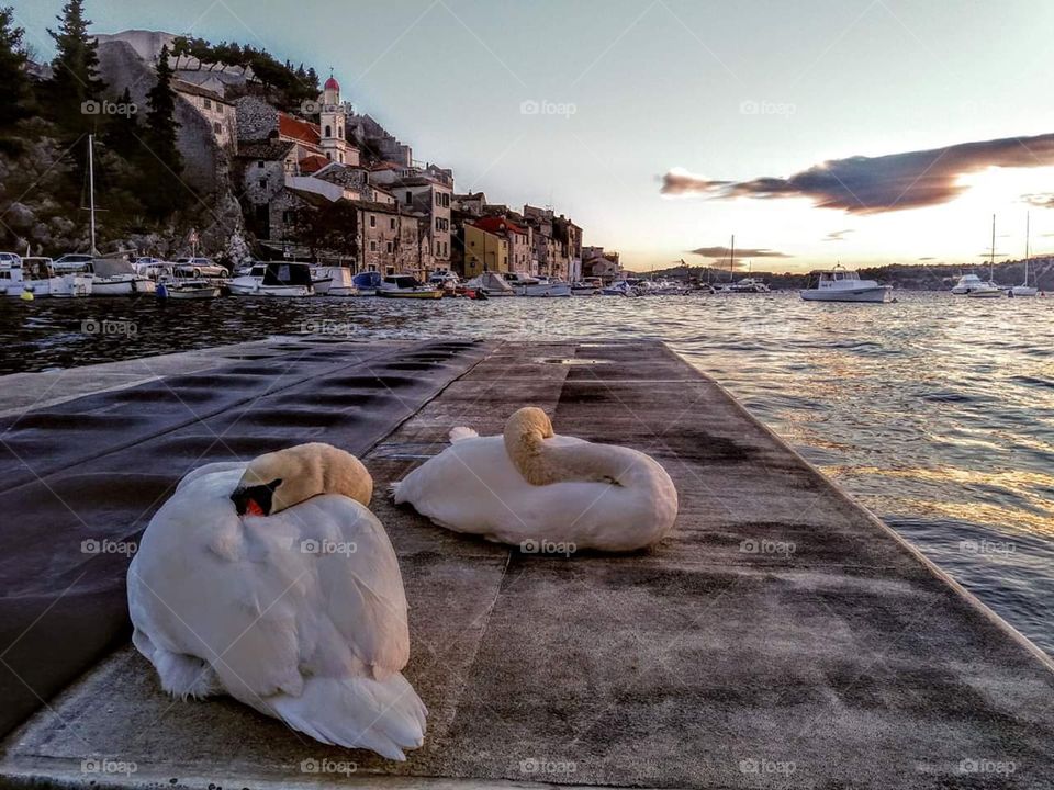 Šibenik city  from Croatia Swans