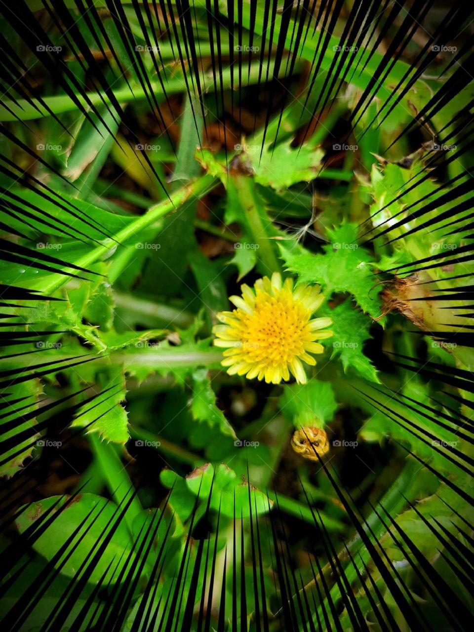 Dandelion