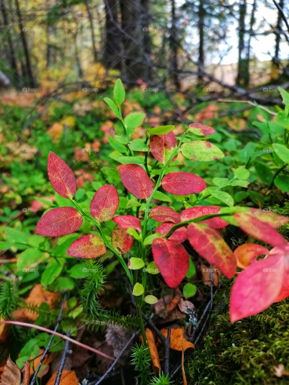 On a day trip in the Finnish forest in September.