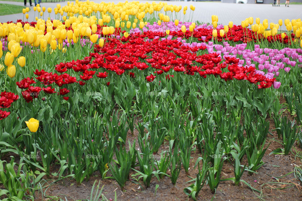 Tulips in the city park