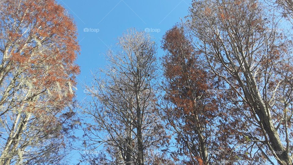 Beautiful trees, looking up, blue sky, nature, ground level, daylight, daytime, Fall, colorful, leaves