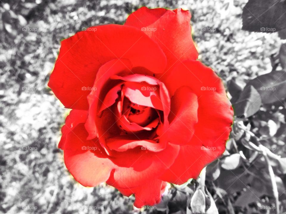 Red rose