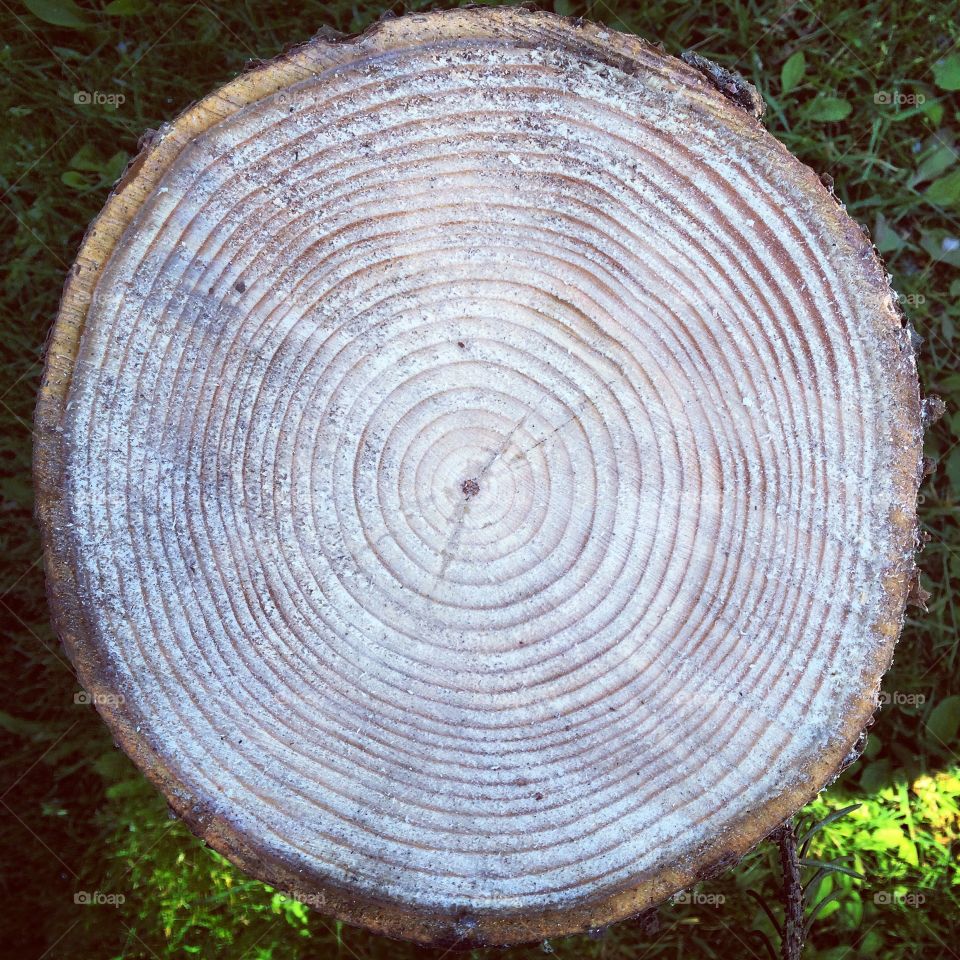 High angle view of sawed tree stump