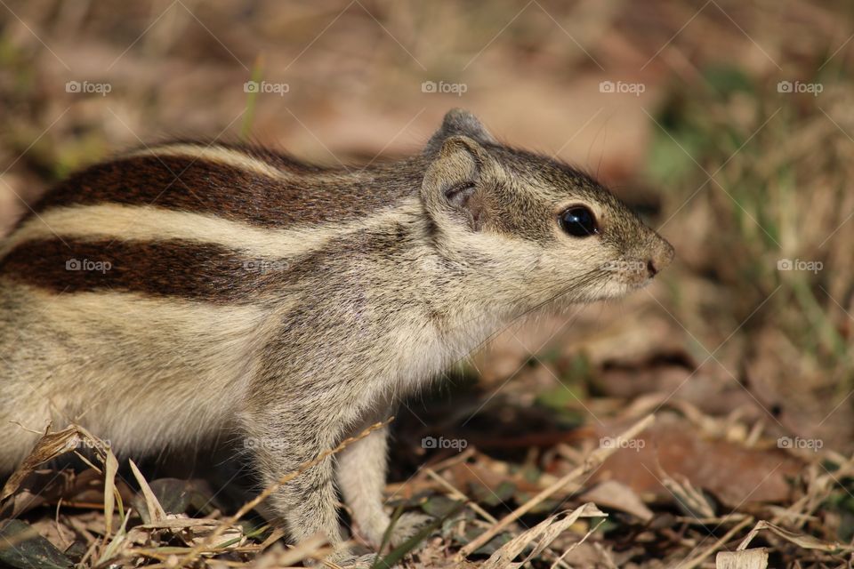 chipmunk