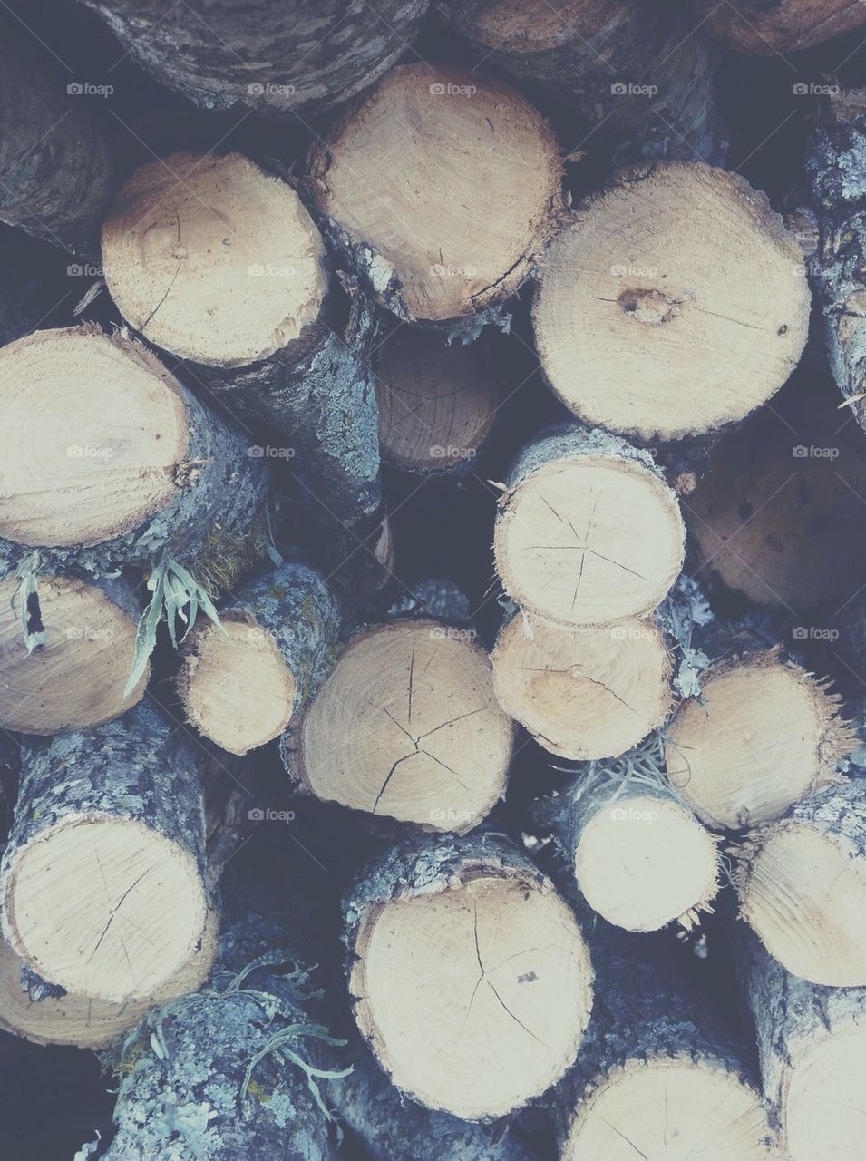Chopped wood 