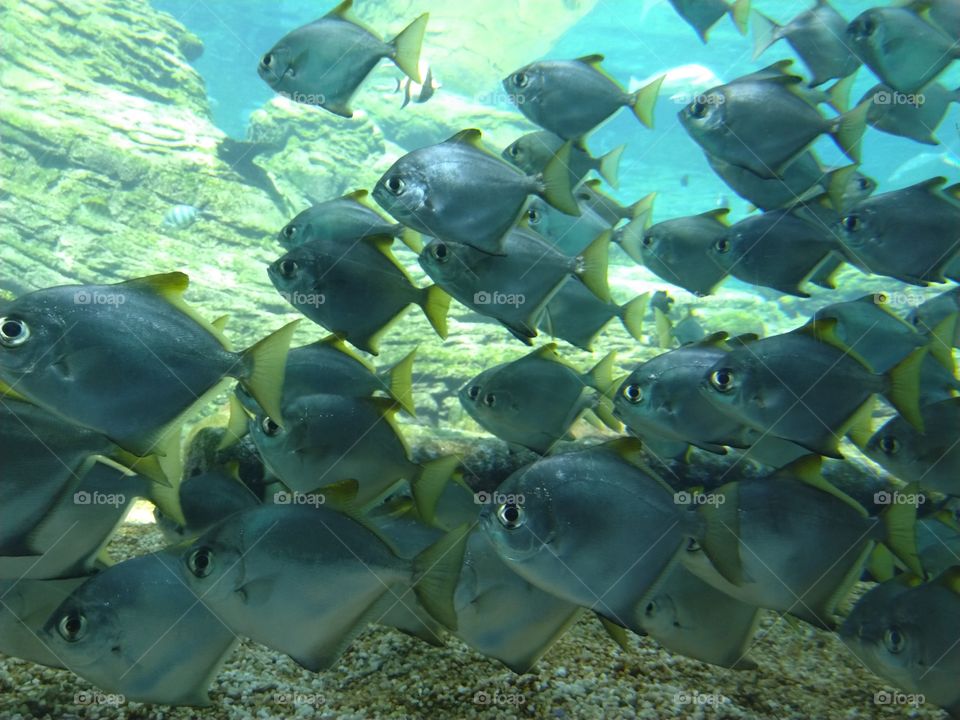 Under the sea
Under the sea
Darling it's better
Down where it's wetter
Take it from me
Up on the shore they work all day
Out in the sun they slave away
While we devotin'
Full time to floatin'
Under the sea 🎼