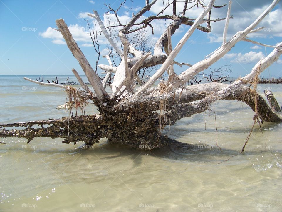Fallen driftwood tree in ocean