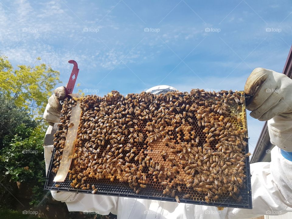 Beekeeper checking hive bee brood frame summer