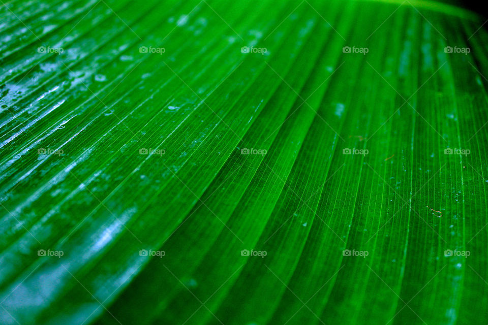 Green leave after the rain