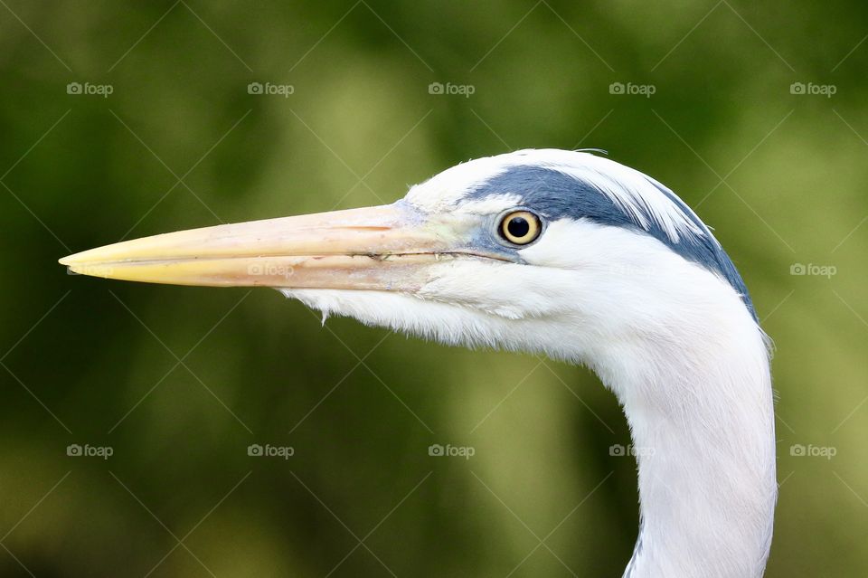 Gray heron portrait ( almost like a photo for a passport;) )