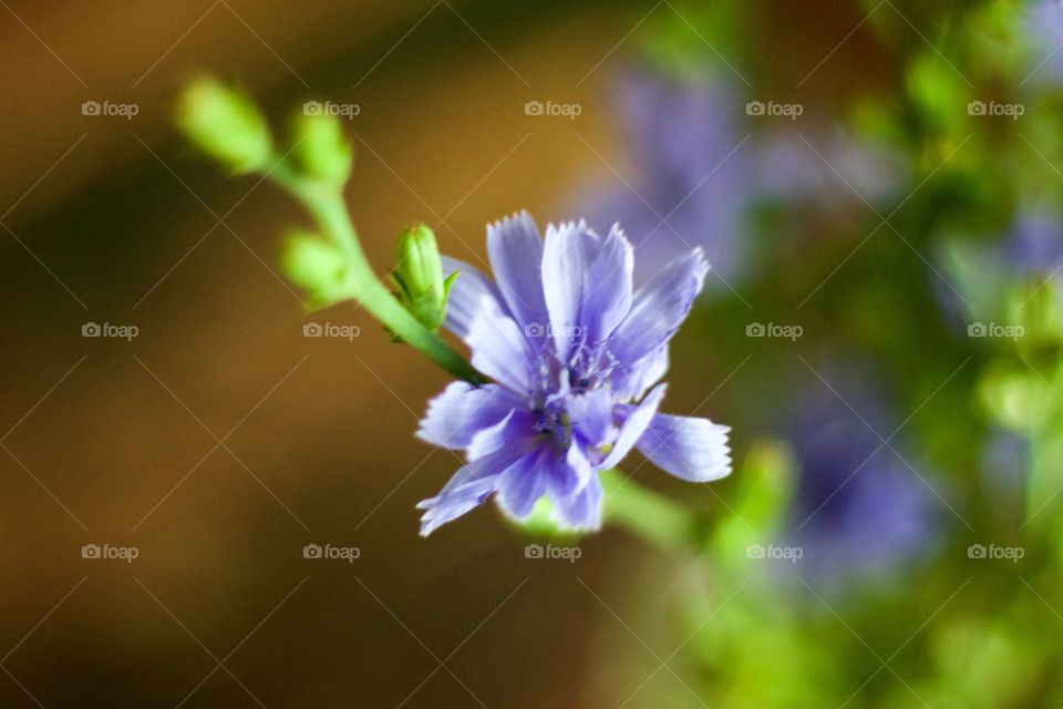Isolated view of a purplish-blue chicory flower head, in natural light with room for copy