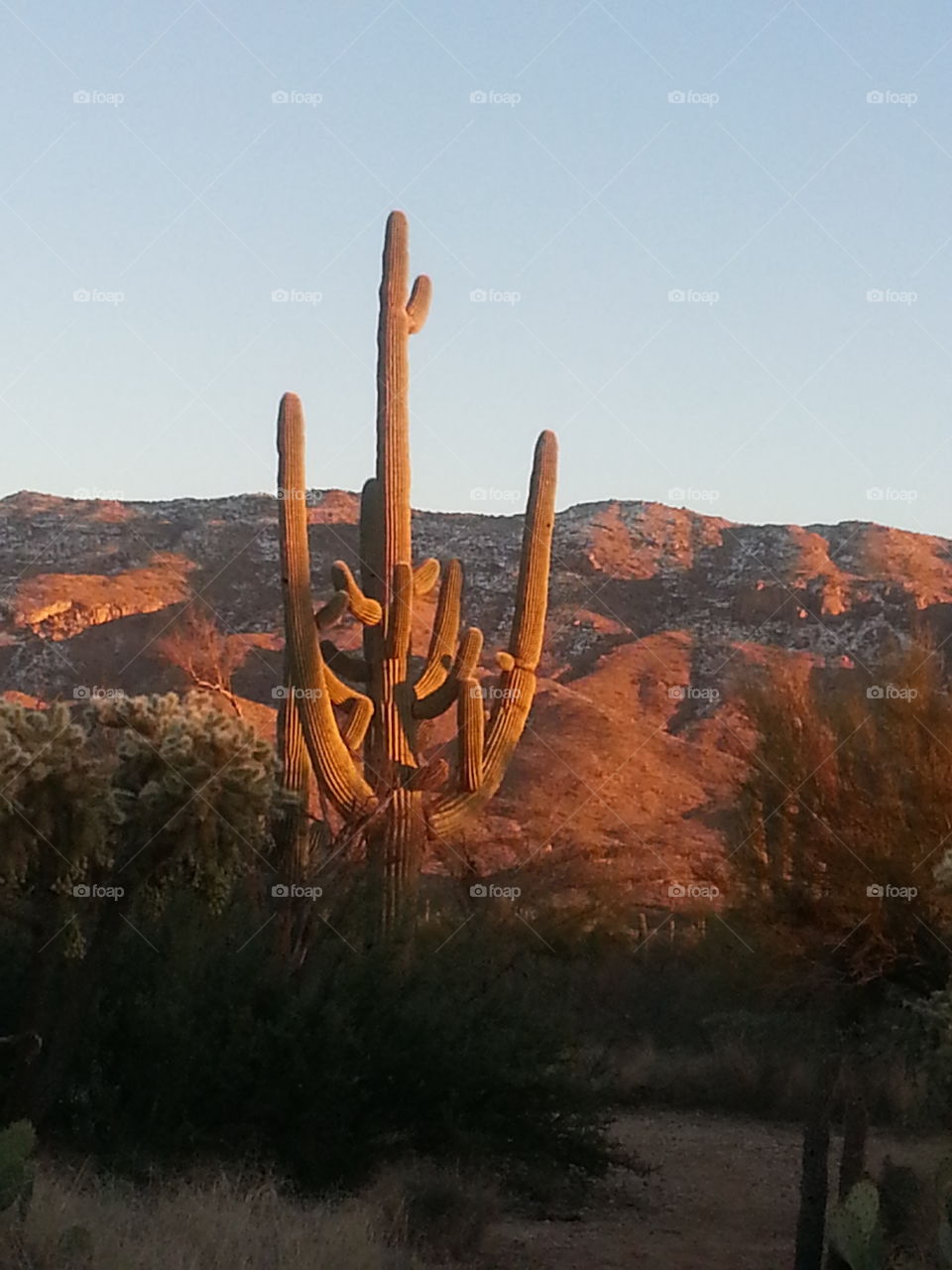 Large, old saguaro in the setting sun