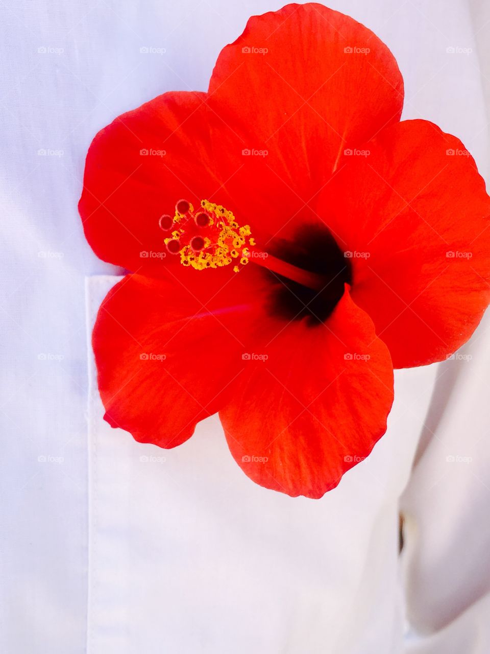 Beautiful reed flower picture 