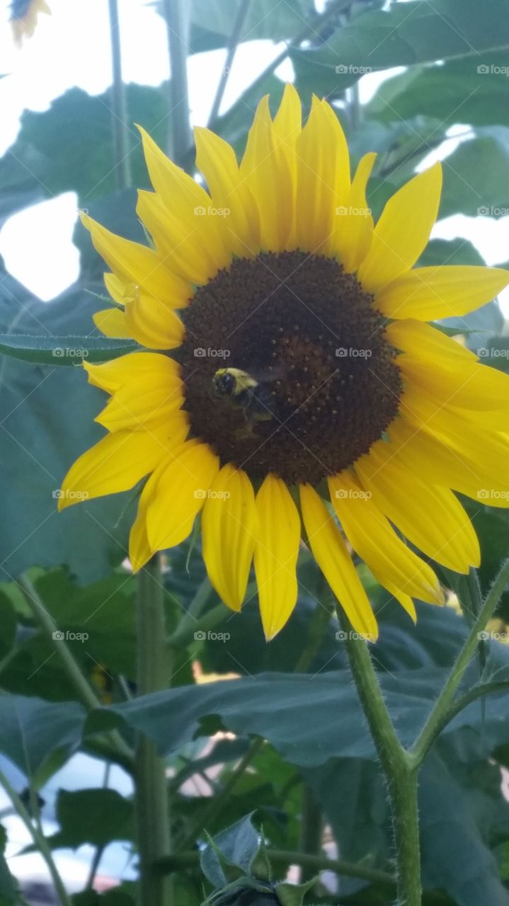 Happy sunflowers