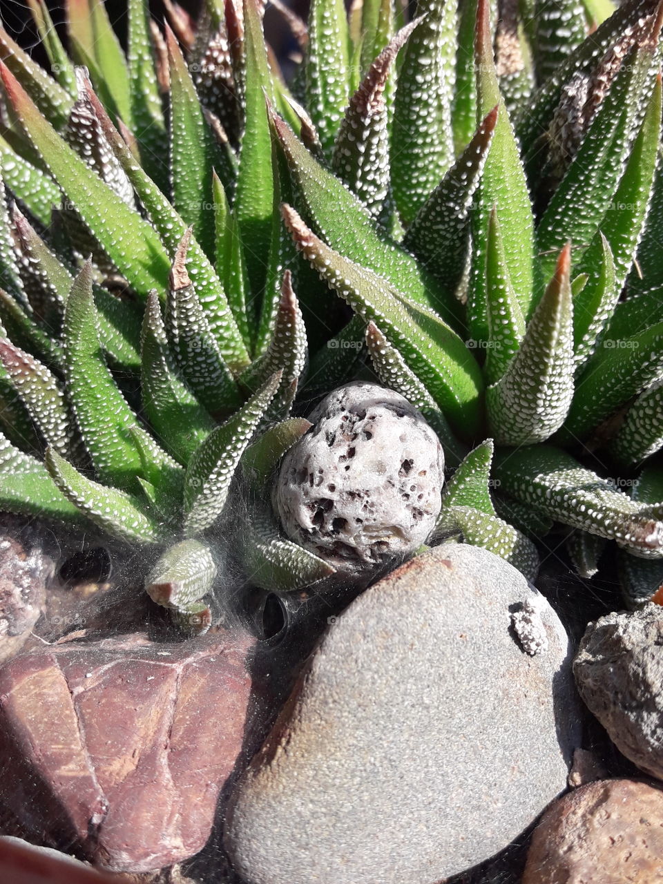 tree cactus with rocks