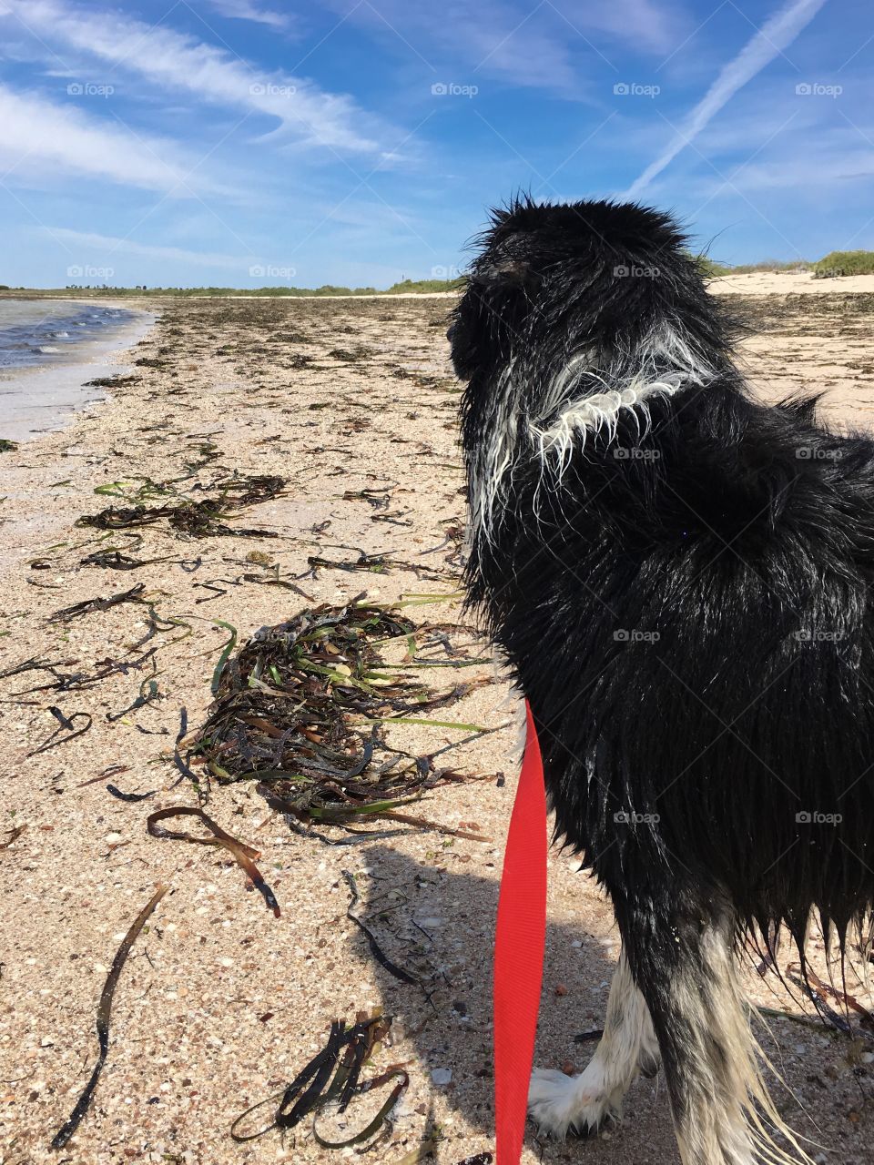 Walking the dog on the beach on summer day, border collie sheepdog on red leash along Australian shoreline at low tide 