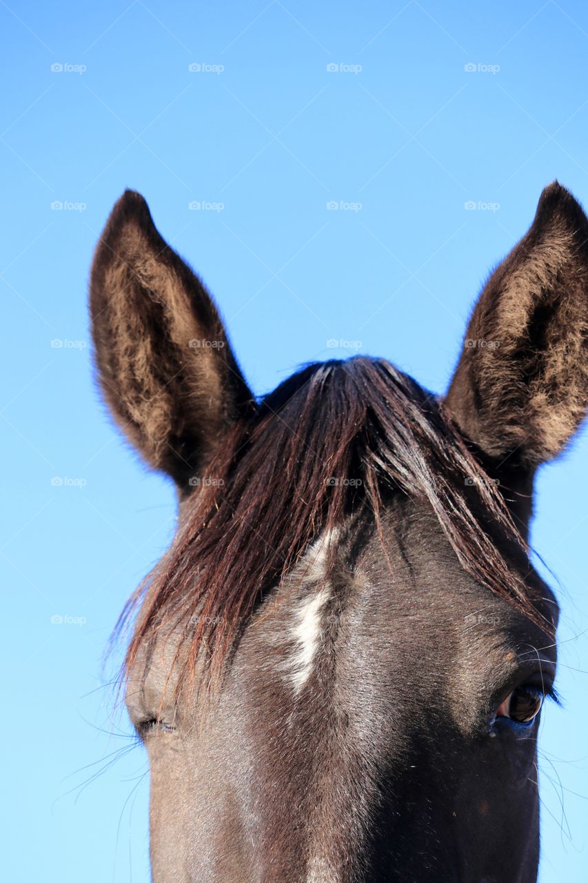 Wild mustang horse headshot, facing camera partial headshot, against clear blue sky, space for copy 